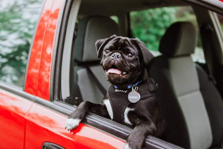 Sécurité en voiture : Voyager avec un chien dans la voiture