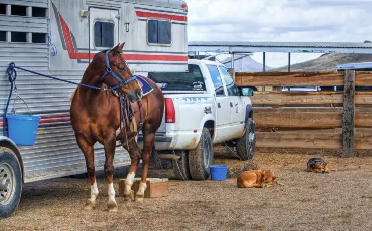 Pourquoi choisir un van pour chevaux avec partie habitable ?